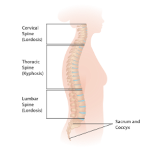 A diagram showing the spine. It is a side profile view indicating the sections of the spine. From top to bottom these are the Cervical Spine (Lordosis), Thoracic Spine (Kyphosis) and the Lumbar Spine (Lordosis). At the bottom of the spine, the Sacrum and Coccyx are indicated.